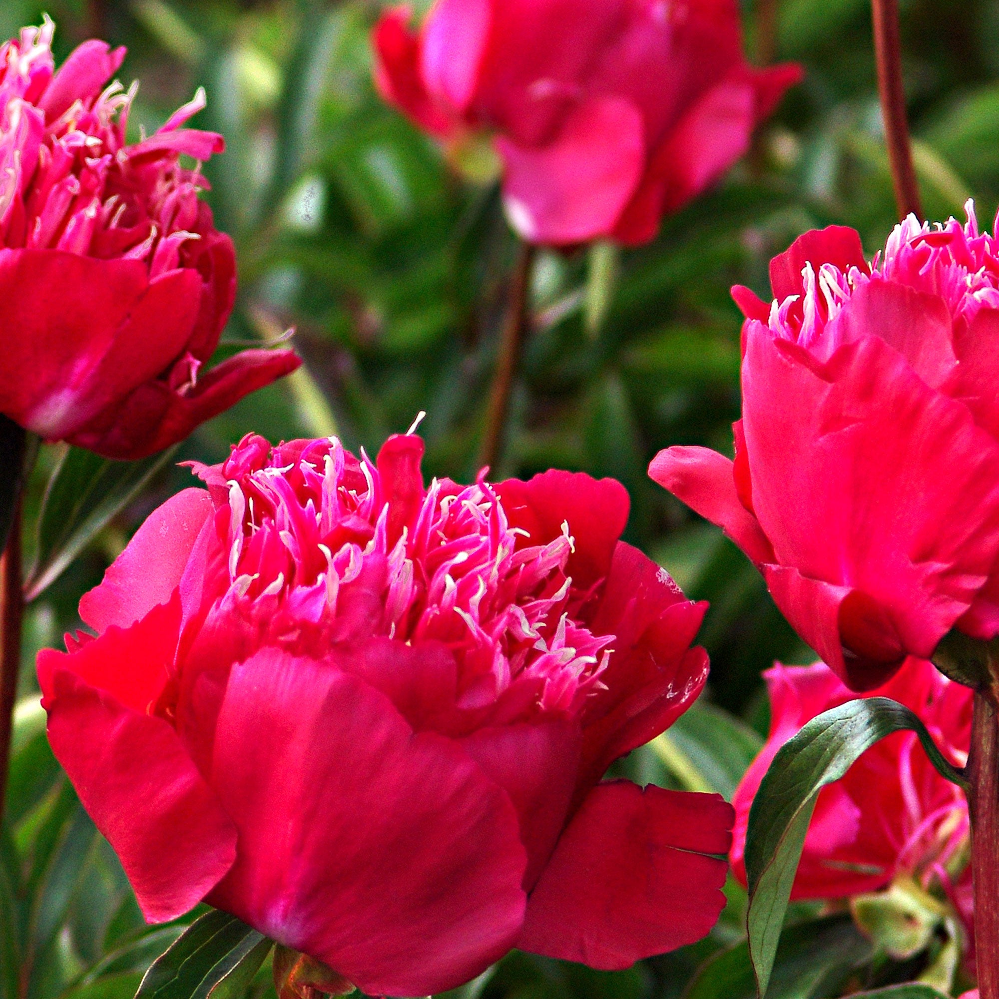 Pivoine Red Passion – 1 Racine Vivace Hybride Hollandaise – Grande Fleur Rouge Passion – Rustique Jardin & Pot