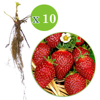 10x Fraise Fragaria 'Korona' rouge - Plants à racines nues
