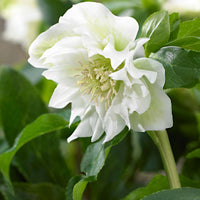 Rose de Noël Helleborus 'Double Ellen' Blanc