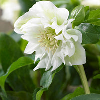 Rose de Noël Helleborus 'Double Ellen' Blanc avec pot décoratif