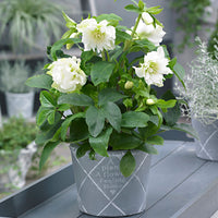 Rose de Noël Helleborus 'Double Ellen' Blanc