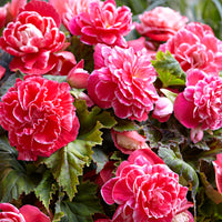 5x Bégonia à fleurs doubles 'Camelia' rose