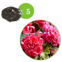 5x Bégonia à fleurs doubles 'Camelia' rose