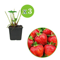 3x Fraise Fragaria 'Summer Breeze Rose' - Biologique en pot