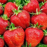 3x Fraise Fragaria 'Summer Breeze Rose' - Biologique en pot