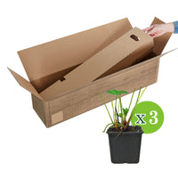 3x Fraise Fragaria 'Summer Breeze Rose' - Biologique en pot