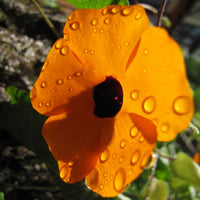 3x Suzanne aux yeux noirs Thunbergia 'Orange' orangé
