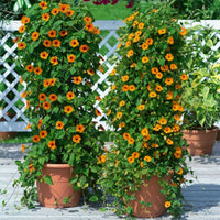 3x Suzanne aux yeux noirs Thunbergia 'Orange' orangé