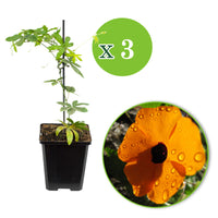 3x Suzanne aux yeux noirs Thunbergia 'Orange' orangé