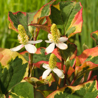 Anémone des marais Houttuynia 'Chameleon' - Plante des marais, Plante de berge