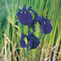 Iris du Japon kaempferi violet - Plante des marais, Plante de berge
