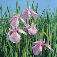 Iris du Japon Iris 'Rose Queen' rose - Plante des marais, Plante de berge