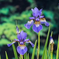 Iris bleu de Sibérie sibirica bleu-violet - Plante des marais, Plante de berge
