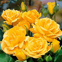 Rosier multiflore Rosa 'Arthur Bell' jaune