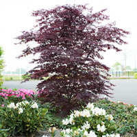 Érable du Japon Acer 'Black Lace' rouge-violet