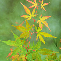 Érable du Japon Acer 'Sangokaku' vert-rouge