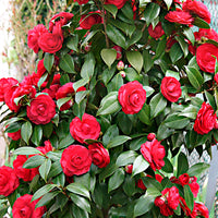 Camélia Camellia japonica 'Black Lace' rouge avec cache-pot