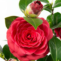 Camélia Camellia japonica 'Black Lace' rouge avec cache-pot