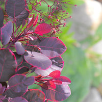 Arbre à perruques 'Lilla' violet