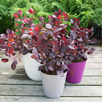 Arbre à perruques 'Lilla' violet