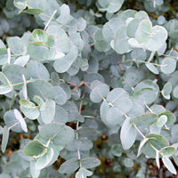 Gommier Eucalyptus gunnii 'Azura' blanc