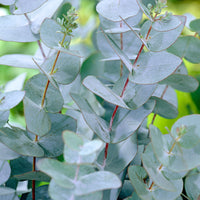 Gommier Eucalyptus gunnii 'Azura' blanc