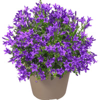 Campanule Campanula 'Lavender' – rustique 'Lavender' Violet