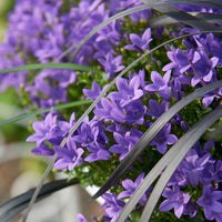 Campanula 'Adansa Purple' Violet