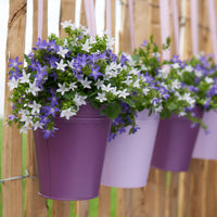 Campanule 'Adansa Twin'  'Adansa Twin' Blanc-Violet