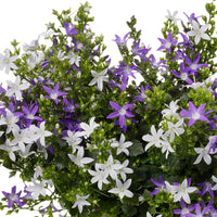 Campanule 'Adansa Twin'  'Adansa Twin' Blanc-Violet