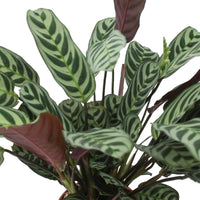 Plante de la prière Ctenanthe burle marxii