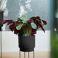 Plante de la prière Ctenanthe burle marxii