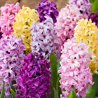 15 Jacinthe 'Dutch Spring' Mélange de couleurs
