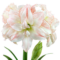 Amaryllis 'Aphrodite' rose-blanc