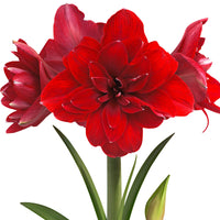 Amaryllis 'Double Dragon' rouge