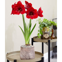 Amaryllis 'Premiere' rouge