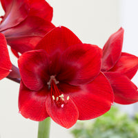 Amaryllis 'Premiere' rouge