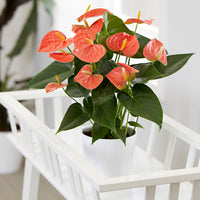 Langue de feu Anthurium andreanum Orangé