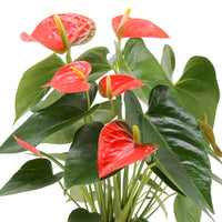 Langue de feu Anthurium andreanum Orangé