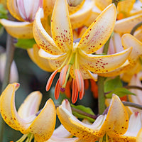 3x Lys Lilium 'Guinea White' blanc-jaune