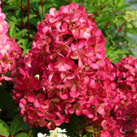 Hortensia Hydrangea 'Diamant Rouge' Rose
