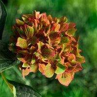 Hortensia paysan Hydrangea 'Vibrant Verde' Vert-Rose