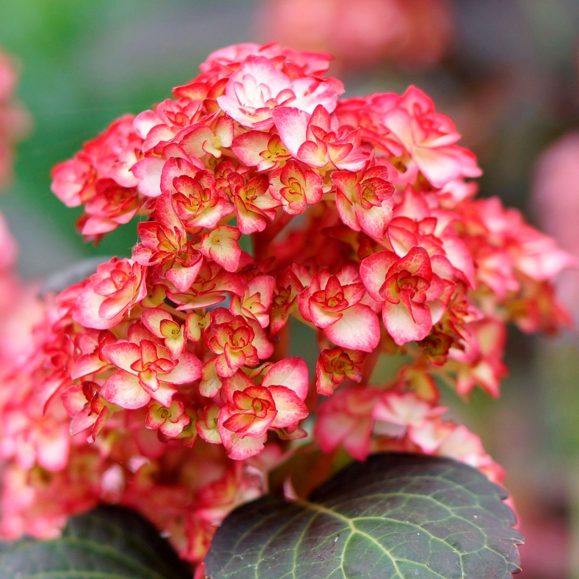 Hortensia Rouge (Hydrangea Macrophylla) - Plante En Pot 17 Cm, Hauteur 30 Cm - Floraison Estivale, Peu D'entretien - 8