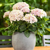 Hortensia paysan Hydrangea 'Elegant Rose' Rose