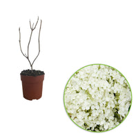 Hortensia Hydrangea 'Annabelle' Blanc