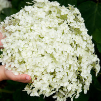Hortensia Hydrangea 'Annabelle' Blanc