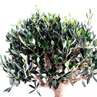 Olivier bonsaï Olea europeana 50-55 cm
