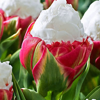 7x Tulipes Tulipa 'Ice Cream' blanc-rose
