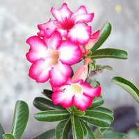 Rose du désert Adenium obesum Rose