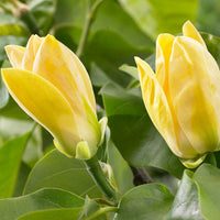 Magnolia 'Yellow Bird' jaune